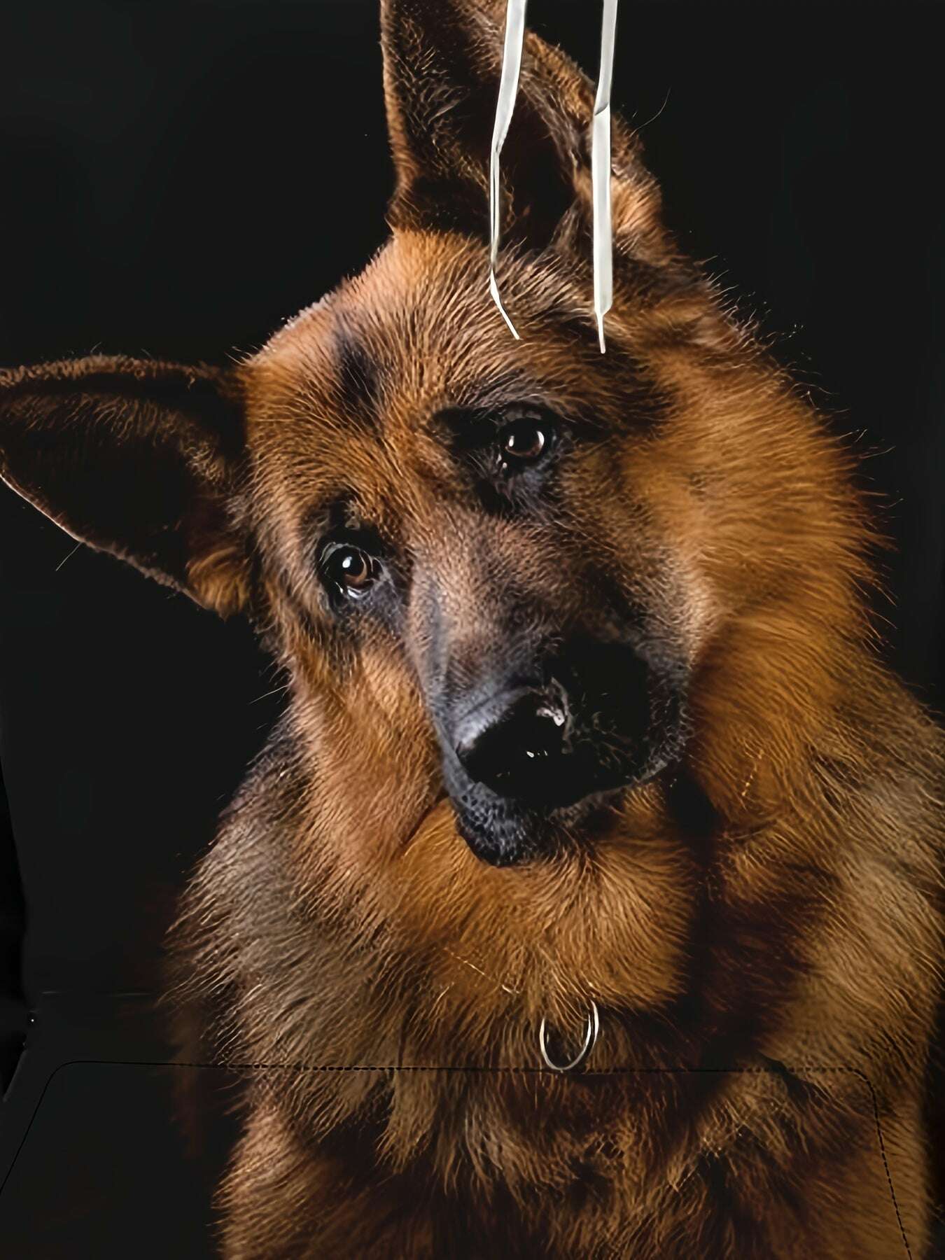 8e1a89dd-8c07-48bb-b076-6d17d0ff09e3